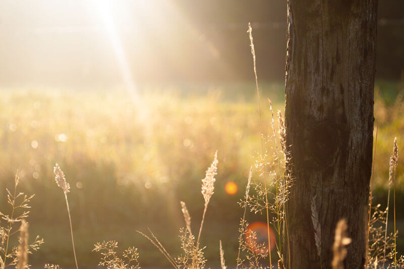 Vitamin D kann der Körper selbst durch die Sonne synthetisieren