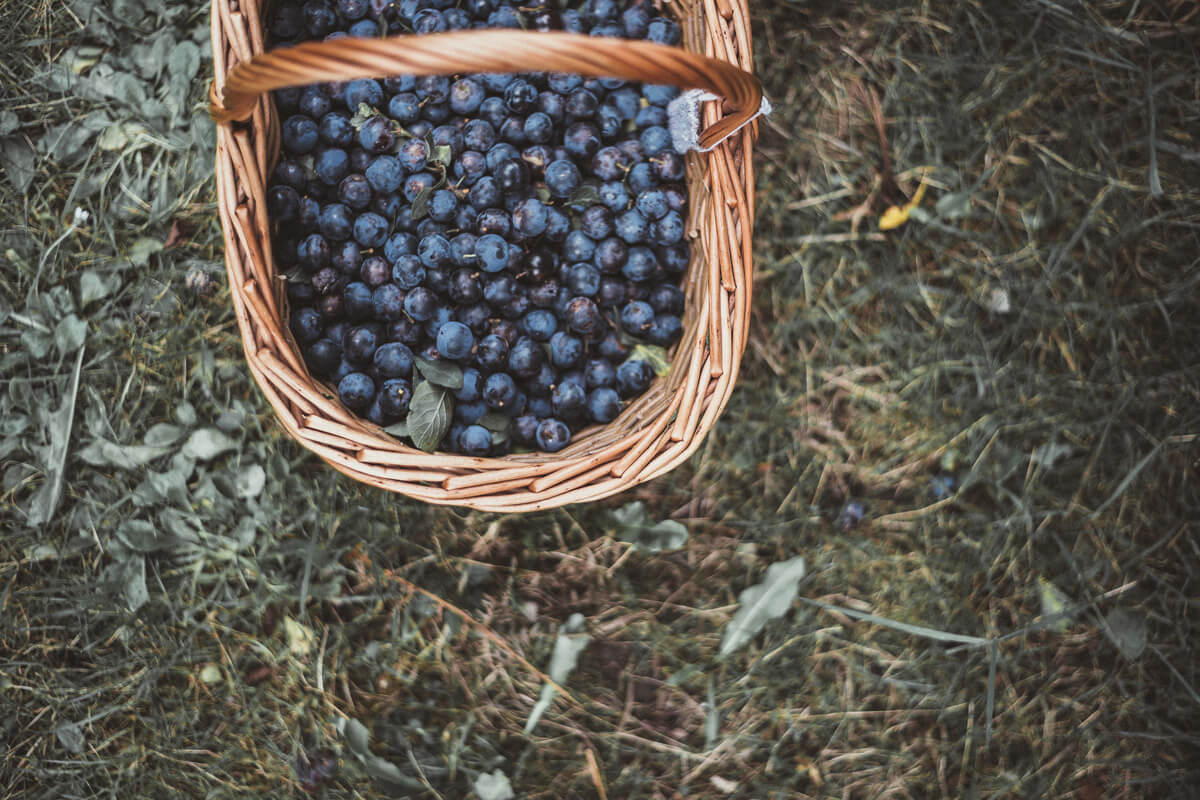Blaubeeren in Korb